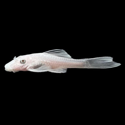 Ancistrus Snow White Ojo Negro 3-3,5 cm