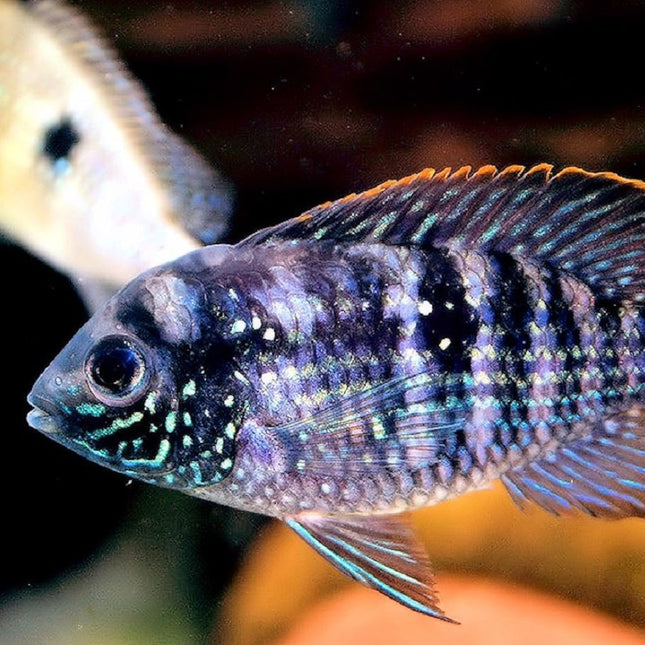 Ciclido Andinoacara pulcher