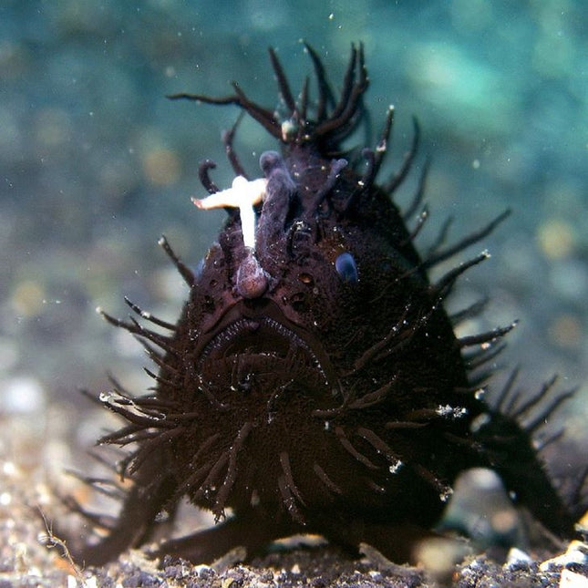 Antennarius sp. S/M