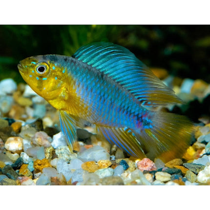 Ciclido Apistogramma borelli 2,5-3 cm