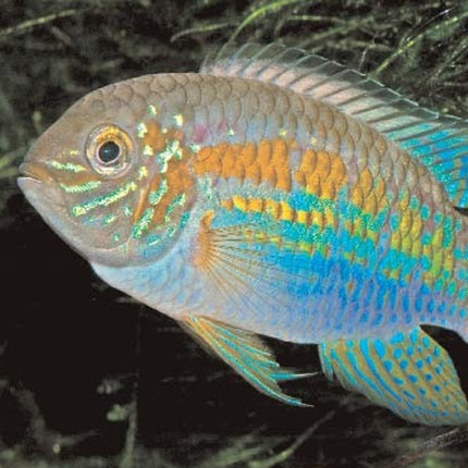 Ciclido Laetacara araguaiae