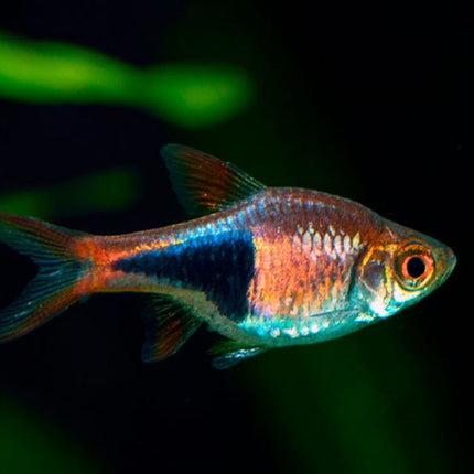 Pez Arlequín o Trigonostigma heteromorpha