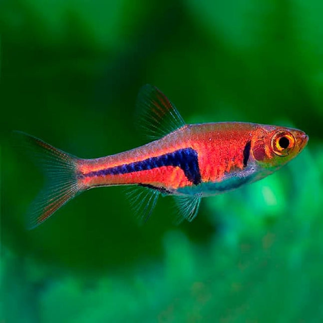 Pez Arlequín spei
