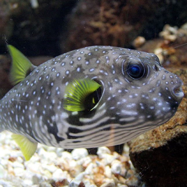 Arothron hispidus S/M