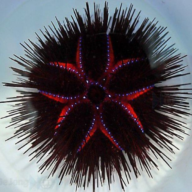 Erizo Astropyga radiata
