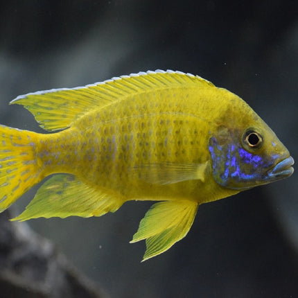 Ciclido Aulonocara baenschi