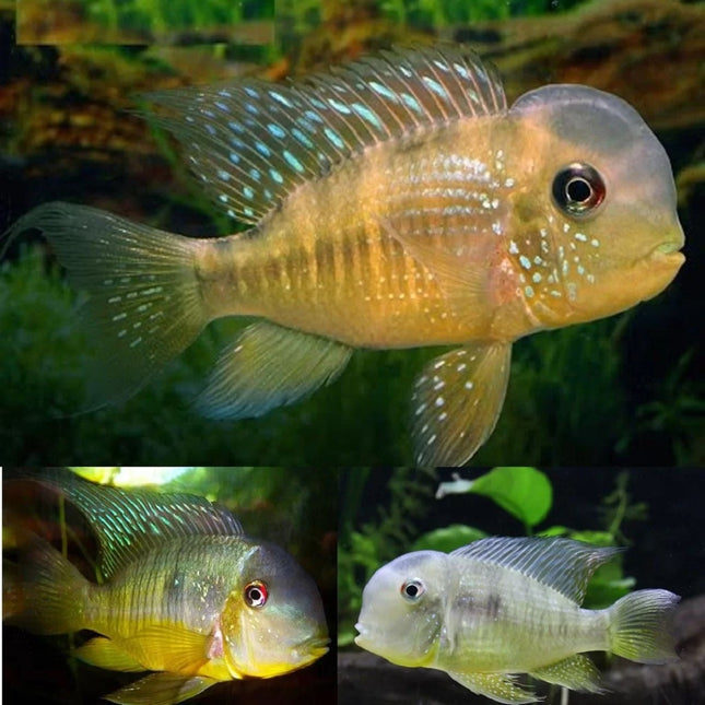 Ciclido Gymnogeophagus balzanii 8-10 cm