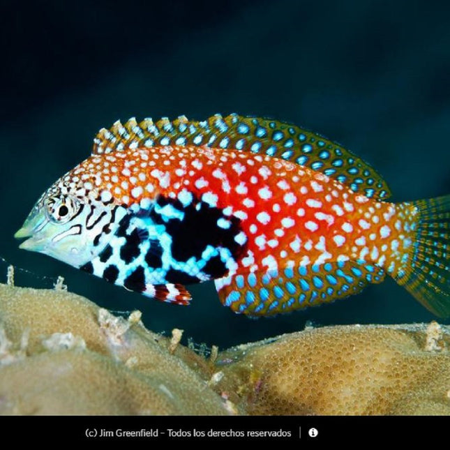 Macropharyngodon bipartitus