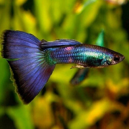 Guppy Blue Moscow 3,5-4 cm (Pareja)