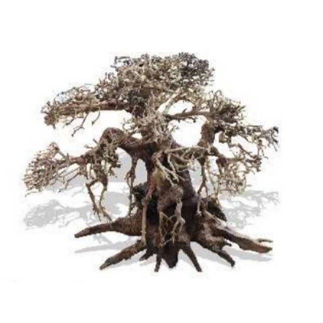 Bonsaqua Bonsai Recto