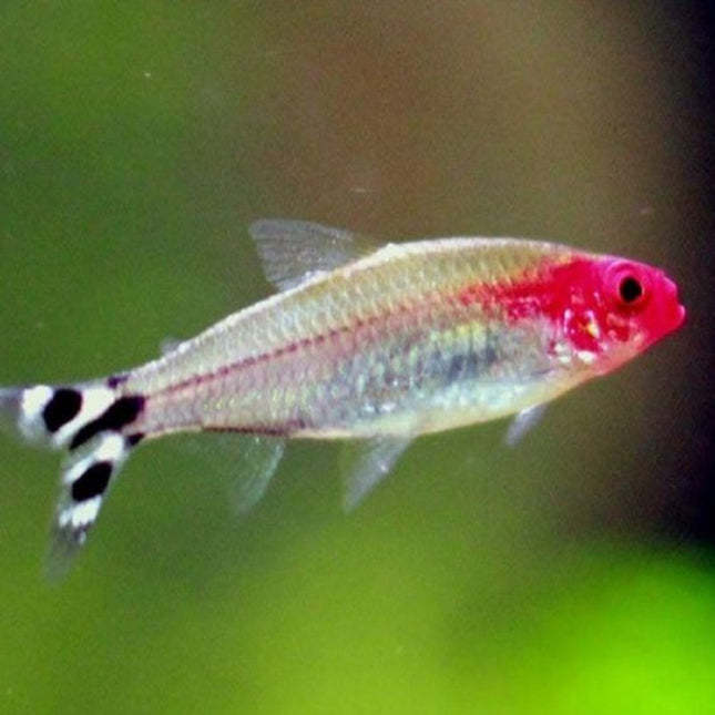 Borrachito o Petitella rhodostoma
