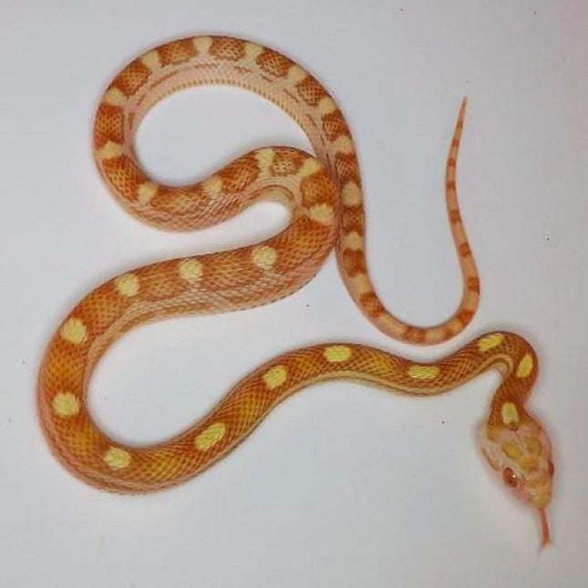Serpiente del Maizal Butter Pantherophis guttatus