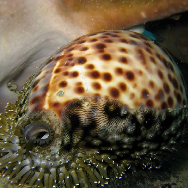 Cypraea tigris
