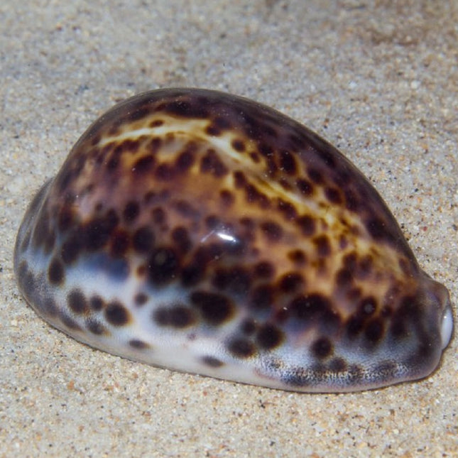 Cypraea tigris