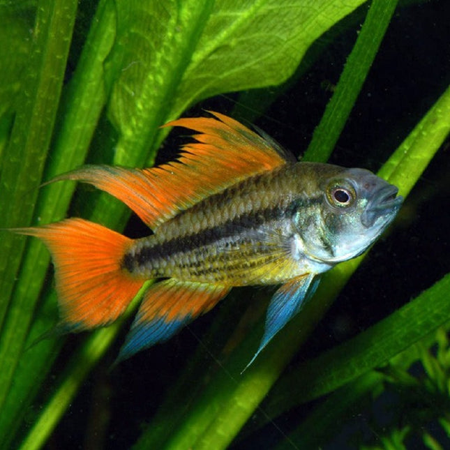Ciclido Apistogramma cacatuoides Naranja L