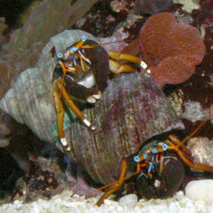 Calcinus sp.
