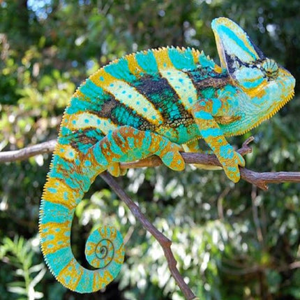 Camaleón Velado del Yemen Chamaeleo calyptratus
