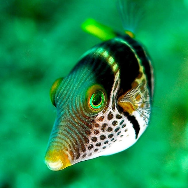 Canthigaster valentini S/M