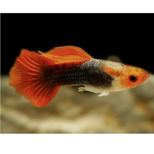 Guppy Red Nose Tuxedo 2,5-3 cm (Pareja)