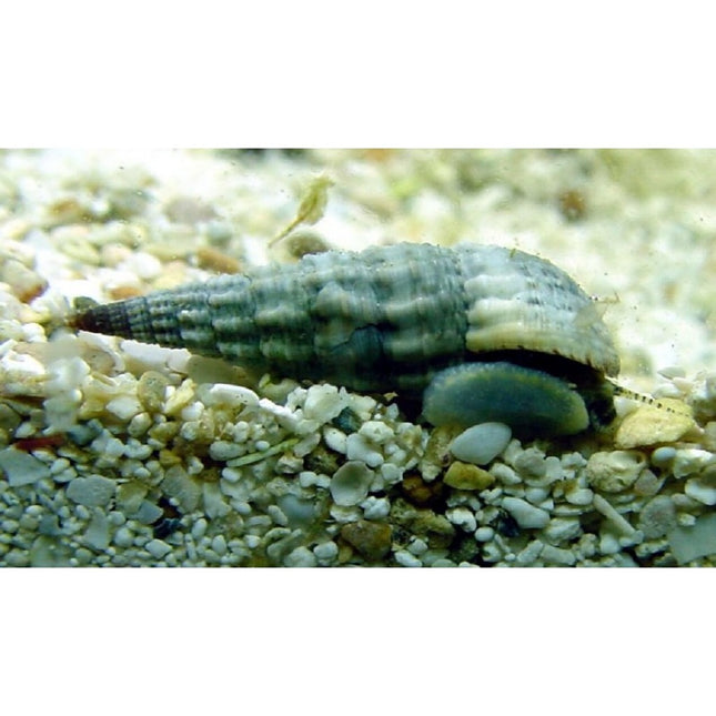 Cerithium