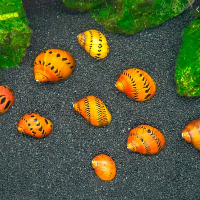 Caracol Cebolla Rojo o Neritina semiconica