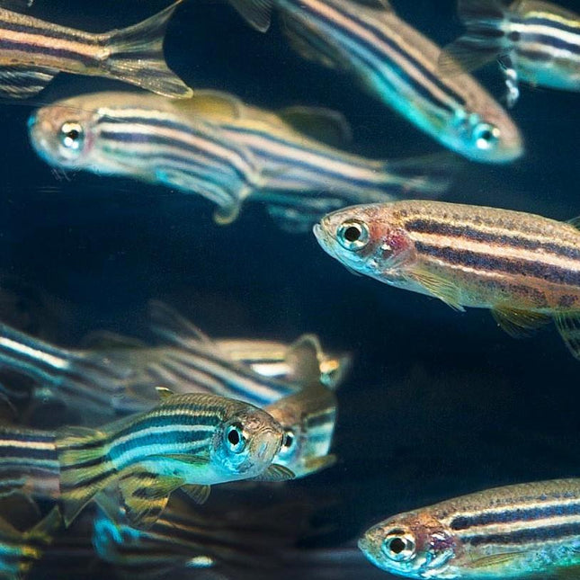 Cebrita o Danio rerio