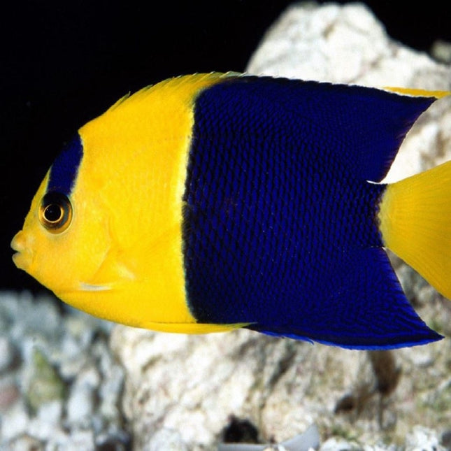 Centropyge bicolor S/M