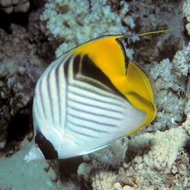 Chaetodon auriga S/M