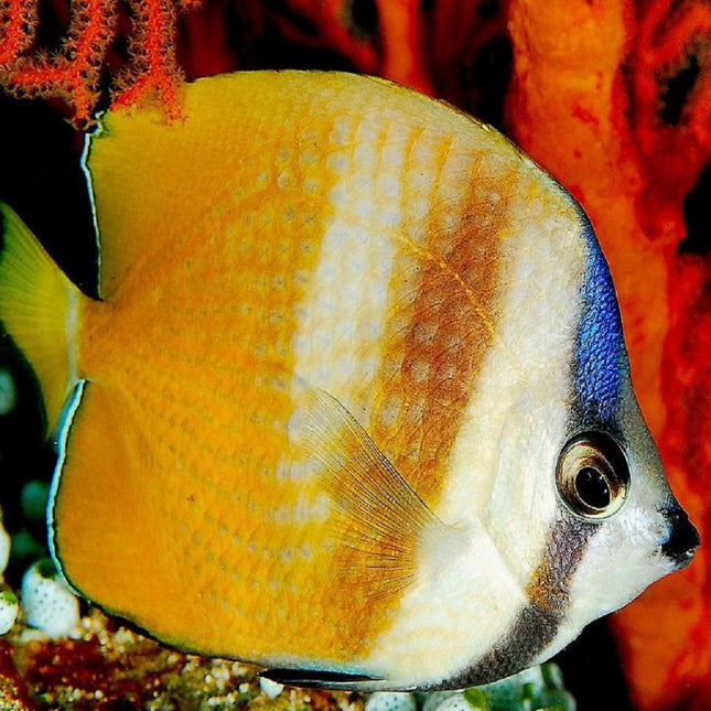 Chaetodon kleinii S/M