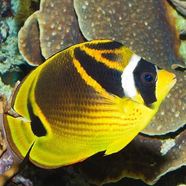Chaetodon lunula S/M