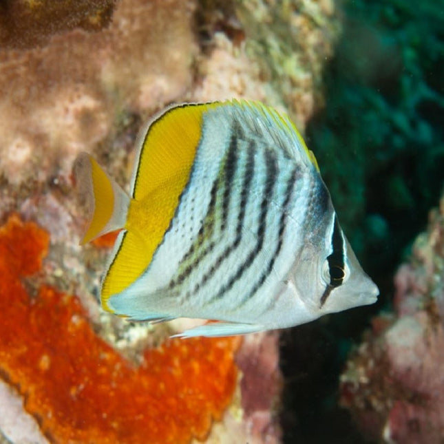 Chaetodon mertensii S/M