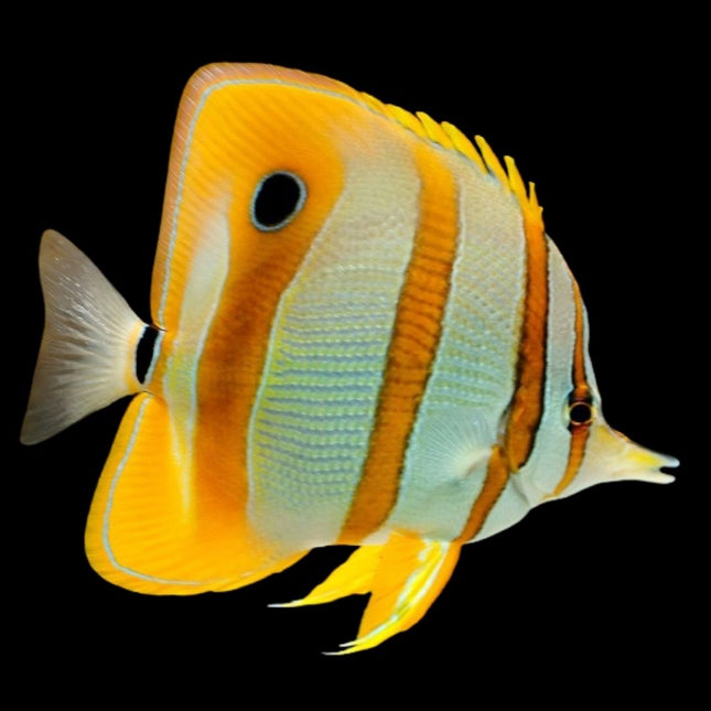 Chelmon rostratus S/M
