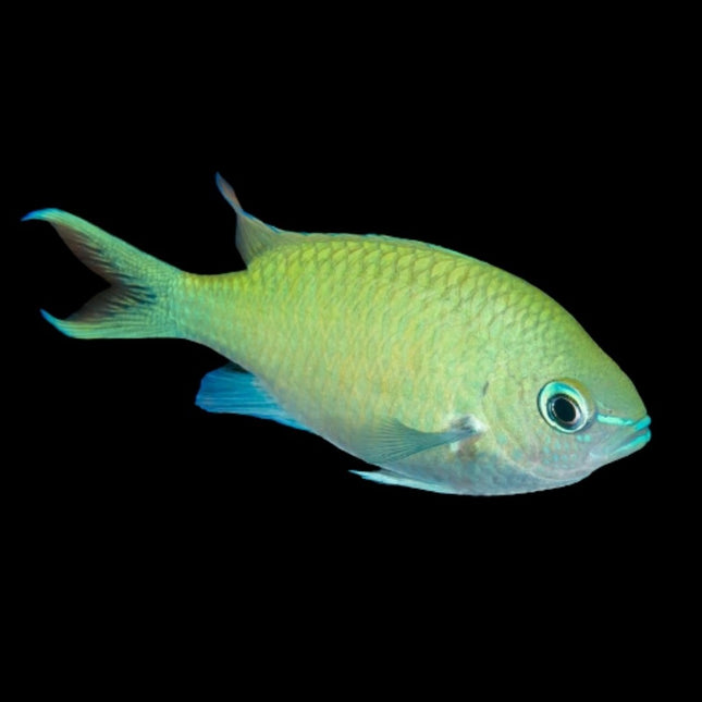 Chromis viridis o Damisela verde S/M