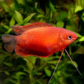Colisa Chuna Roja o Trichogaster chuna