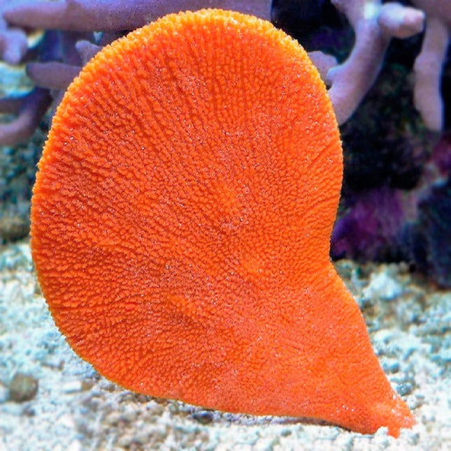 Esponja Clathria rugosa
