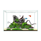 Solo Acuario