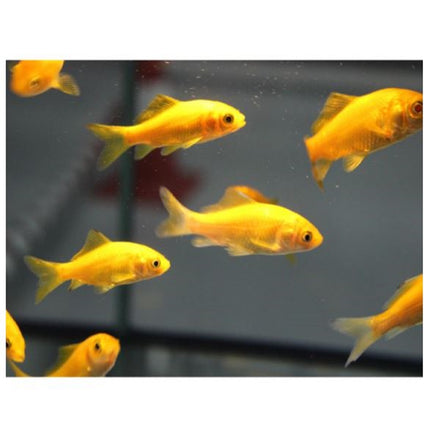 Cometa amarillo o Carassius auratus
