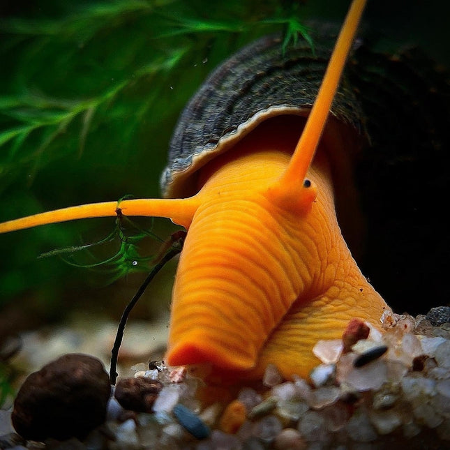 Caracol Conejo / Elefante