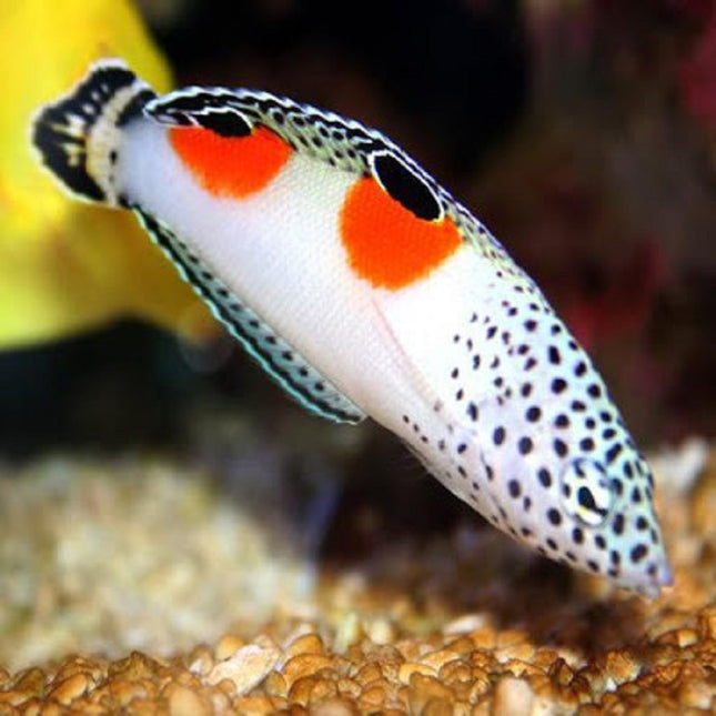 Coris aygula S/M