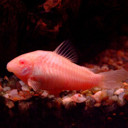 Corydora albina o Corydoras aeneus albina