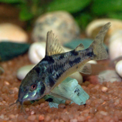Corydora pimienta o Corydoras paleatus