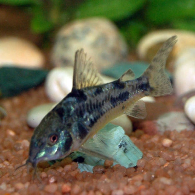 Corydora pimienta o Corydoras paleatus