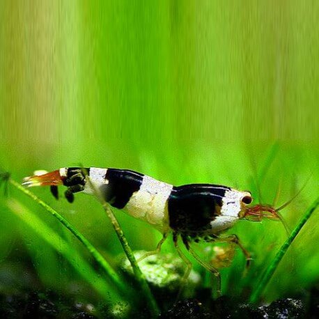 Gamba caridina CF cantonensis Crystal Black