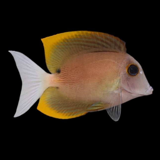Ctenochaetus tominiensis S/M