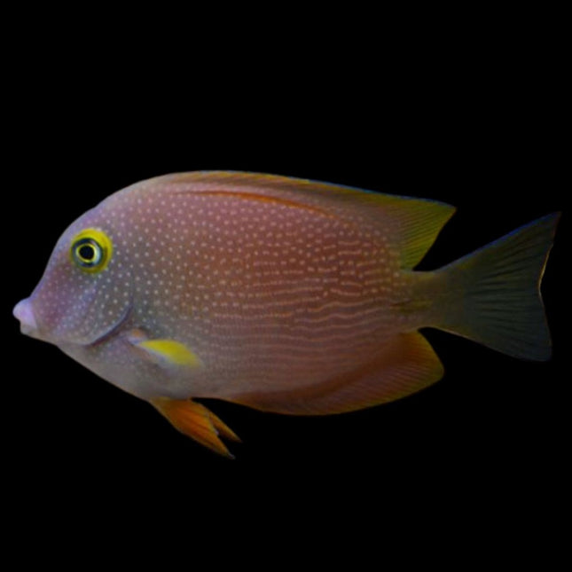 Ctenochaetus truncatus S/M