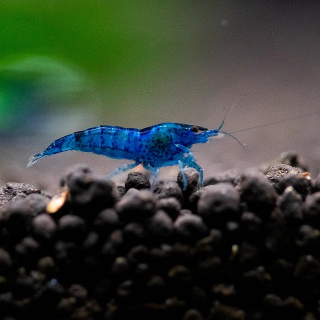 Gamba Neocaridina davidi var Dark Blue