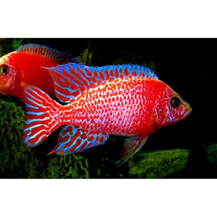 Ciclido Aulonocara Dragón Sangre 5 cm