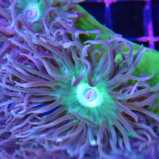 Duncanopsammia