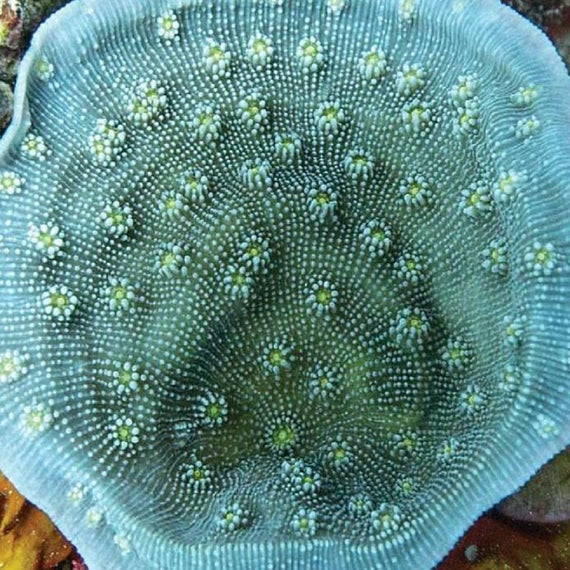 Echinopora lamellosa Esqueje