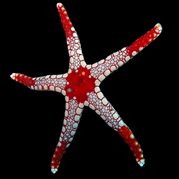 Estrella de Mármol o Fromia monilis